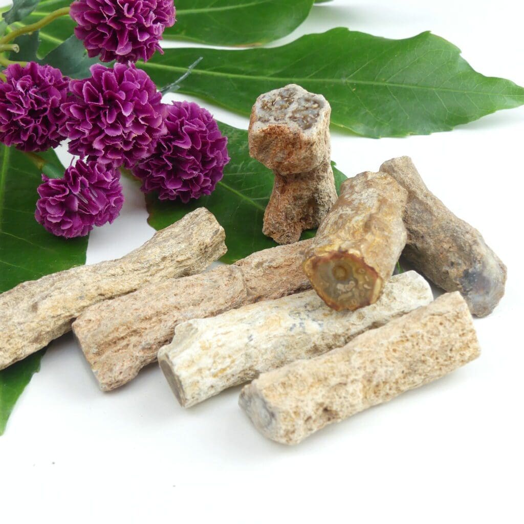 Fossilised Wood - The Crystal Barn